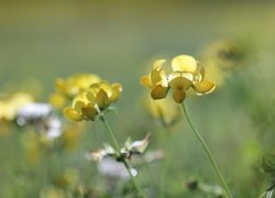 Żółte kwiaty komonicy zwyczajnej
