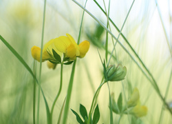 Żółte kwiaty komornicy zwyczajnej w trawie