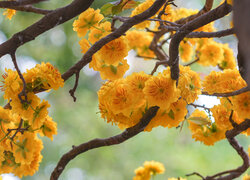 Żółte kwiaty na gałązkach drzewa