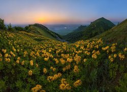 Żółte kwiaty na górskiej łące