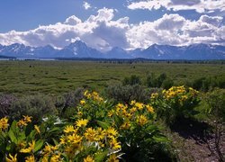 Park Narodowy Grand Teton, Żółte, Kwiaty, Polana, Chmury, Góry, Teton Range, Stan Wyoming, Stany Zjednoczone