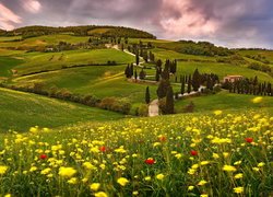 Żółte kwiaty na wzgórzach Toskanii