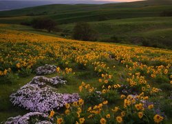 Żółte kwiaty na wzgórzach w parku stanowym Columbia Hills