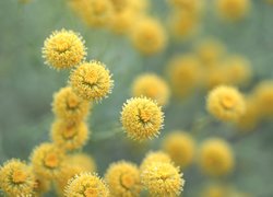Żółte kwiaty santoliny cyprysikowatej