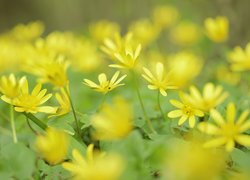 Żółte kwiaty ziarnopłonu wiosennego