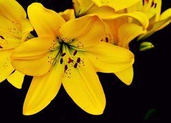 Kwiaty, Żółte, Lilie, Zbliżenie