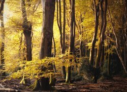 Żółte liście na drzewach w lesie