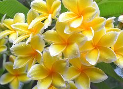 Plumeria, Żółte, Kwiaty, Krople