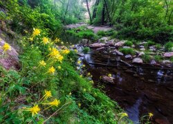 Żółte orliki nad rzeką Oak Creek