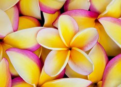 Plumeria, Żółte, Płatki