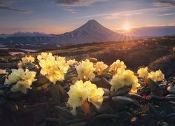 Kwiaty, Żółte, Różaneczniki, Rododendrony, Góry Wschodnie, Stratowulkan Wiluczyński, Kamczatka, Rosja