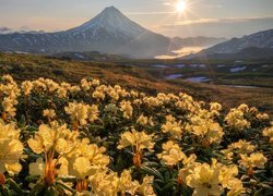 Kwiaty, Żółte, Różaneczniki, Góry Wschodnie, Stratowulkan Wiluczyński, Kamczatka, Rosja