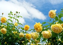 Żółte róże na tle nieba
