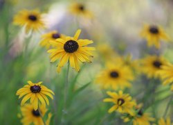 Żółte, Rudbekia, Kwiaty