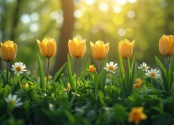Żółte, Tulipany, Białe, Kwiaty, Słoneczny blask
