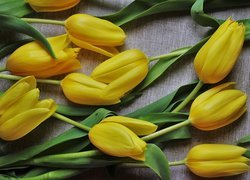 Żółte, Tulipany, Szara, Tkanina