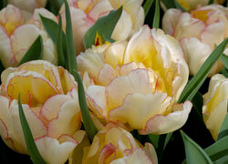 Żółte tulipany w zbliżeniu