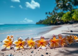 Plumeria, Kwiaty, Plaża, Morze, Grafika Kwiat