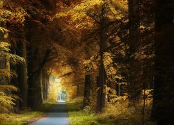 Jesień, Las, Droga, Żółto-brązowe, Drzewa