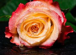 Żółto-czerwona róża w kroplach