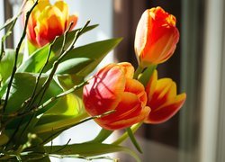 Kwiaty, Żółto-czerwone, Tulipany