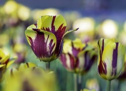 Kwiaty, Żółto-fioletowe, Tulipany, Rozmycie