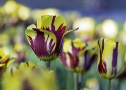 Żółto-fioletowe tulipany na rozmytym tle