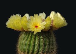 Żółto kwitnący kaktus na czarnym tle