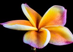 Żółto-różowa plumeria