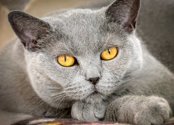 Żółtooki kot brytyjski krótkowłosy