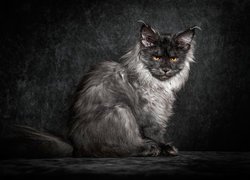 Żółtooki, Puszysty, Kot, Maine coon, Spojrzenie