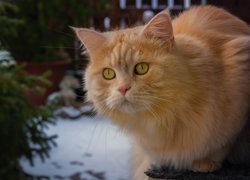 Żółtooki rudawy kot