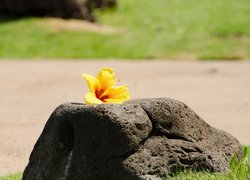 Żółty hibiskus na kamieniu