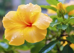 Żółty, Hibiskus, Pąk, Krople