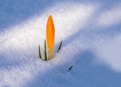 Żółty, Krokus, Kwiat, Śnieg