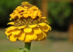 Żółty kwiat cynia