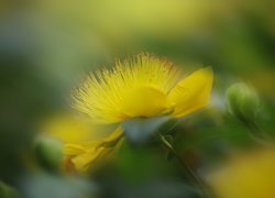 Żółty kwiat dziurawca