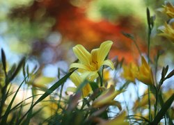 Liliowiec, Żółty, Kwiat, Rozmyte tło