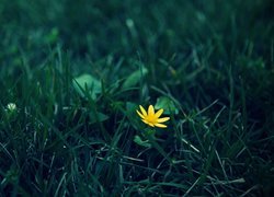 Żółty kwiat w trawie