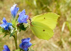 Motyl, Bielinek, Listkowiec cytrynek, Kwiaty, Niebieskie