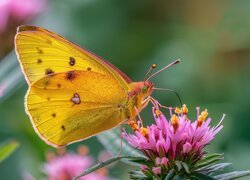 Motyl, Żółty, Różowy, Kwiat, Grafika