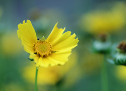 Żółty nachyłek wielkokwiatowy na rozmytym tle