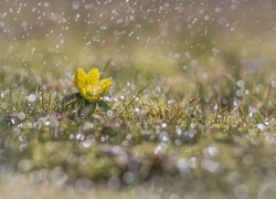 Żółty rannik w deszczu