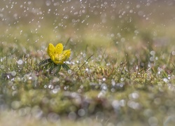 Żółty, Kwiatek, Rannik, Deszcz, Światło, Bokeh