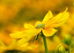 Żółty rozłożysty kwiat na rozmytym tle