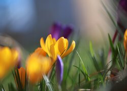 Żółty rozświetlony słońcem krokus w zbliżeniu