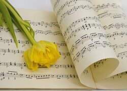Żółty tulipan na nutach