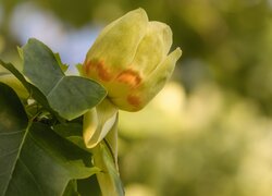 Żółty tulipanowiec amerykański
