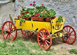 Dekoracja, Wóz, Kwiaty, Pelargonie