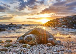 Żółw na kamienistym brzegu morza